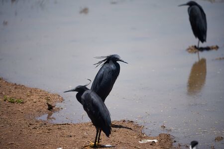 Black heron Egretta ardesiaca also known as black egret Lake Manyara African heron Habit of using its wings to form a canopy when fishing. High quality photoの写真素材
