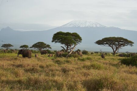 Kilimanjaro Elephant Amboseli - Big Five Safari -Savanna African bush elephant Loxodonta africanaの写真素材