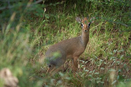 Cute Dik Dik Africa Safari Gras Wild. High quality photoの写真素材