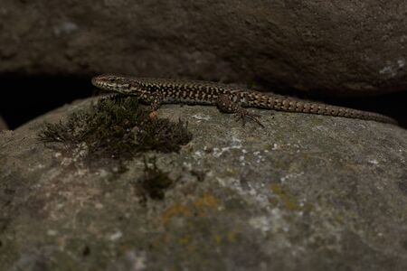 common wall lizard podarcis muralis Reptile Close up Portrait Clear. High quality photoの写真素材