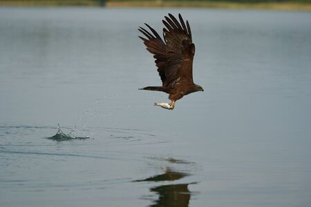 Red Kite. High quality photo Feather Perfection Milvus Milvus Fishing Lakeの写真素材