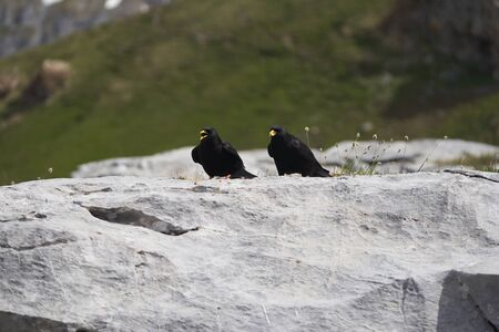 Alpine chough yellow billed Pyrrhocorax graculus crow Pyrrhocorax switzerland mountain flight. High quality photoの写真素材