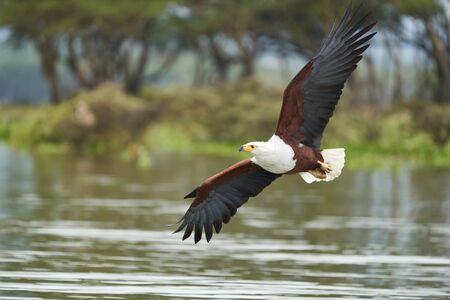 African Fish Sea Eagle Catching Fish Raptor Lake Hunting. High quality photo Feather Perfection Fish Haliaeetus vociferの写真素材