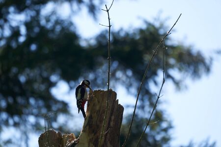 Great spotted woodpecker Dendrocopos major Switzerland infront of his home tree whole. High quality photoの写真素材