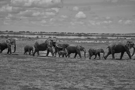 A ig Elephant Group Amboseli - Big Five Safari -Baby Black and White Savanna African bush elephant Loxodonta africanaの写真素材