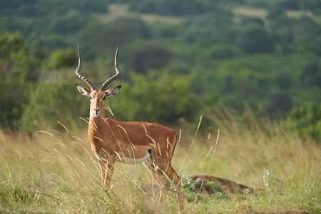 Impala Group Impalas Antelope Portrait Africaの写真素材