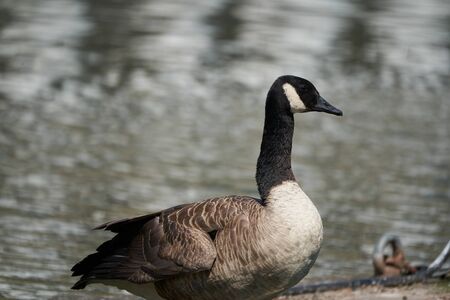 Canada goose Branta canadensis a large wild goose Portrait