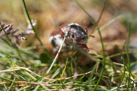Cockchafer also called Maybug or doodlebug European beetle genus Melolontha family Scarabaeidaeの写真素材