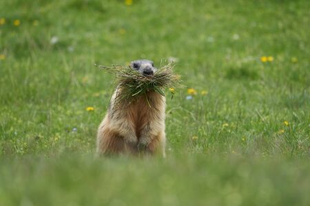 Alpine Marmot Marmota Marmota Switzerland Alps Mountains. High quality photoの写真素材
