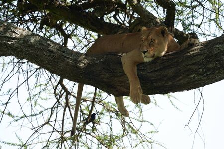 Lioness tree climbing Serengeti - Lion Portraitの写真素材