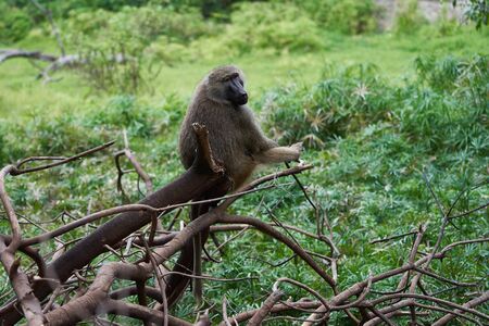 Olive baboon baby Papio anubis Anubis baboon Cercopithecidae Old world monkey