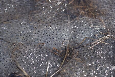 Frog Toad Spawn Texture Macro Bright Mountain Lightの写真素材