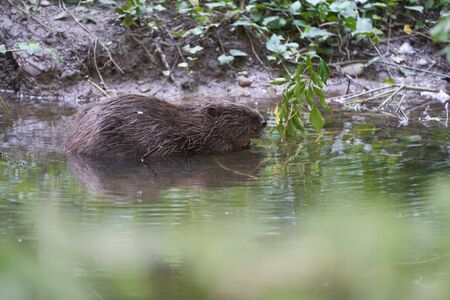 European Beaver Eurasian Castor Fiber Portrait River. High quality photo