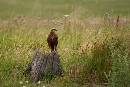 western marsh harrier Circus aeruginosus harrier portrait. High quality photoの写真素材