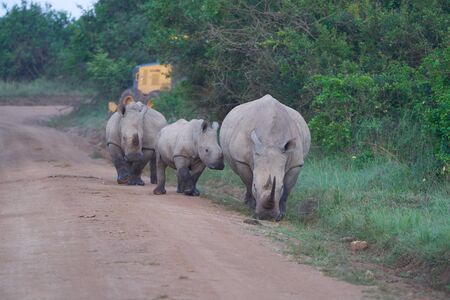 Rhino Baby and Mother- Rhinoceros with Bird White rhinoceros Square-lipped rhinoceros Ceratotherium simumの写真素材