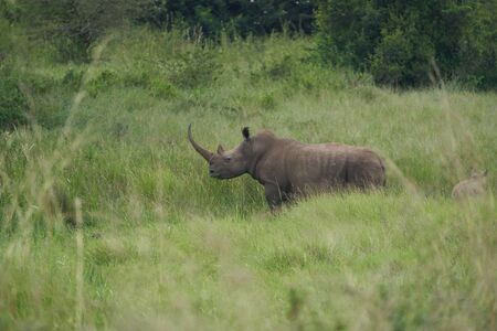 Rhino Baby and Mother- Rhinoceros with Bird Black rhinoceroshook-lipped rhinoceros Diceros bicornisの写真素材