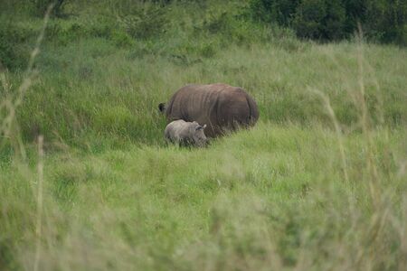 Rhino Baby and Mother- Rhinoceros with Bird Black rhinoceroshook-lipped rhinoceros Diceros bicornisの写真素材
