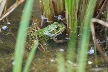 Water frog Pelophylax in green lake with beautiful reflection of eyes and Bladder High quality photo
