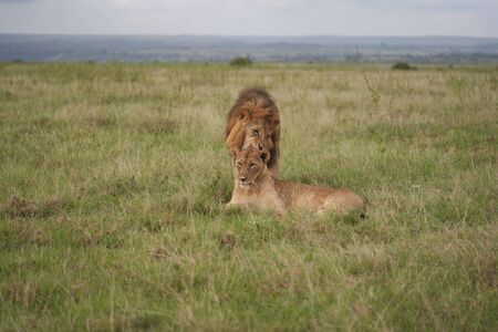 Lion and Lioness Kenya  Savanna Matingの写真素材