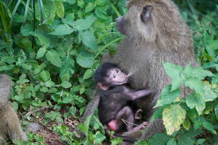 Olive baboon baby Papio anubis Anubis baboon Cercopithecidae Old world monkeyの写真素材