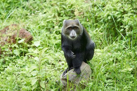 Blue monkey diademed monkey Cercopithecus mitis Portrait Species of Old World monkeの写真素材