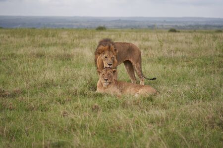 Lion and Lioness Kenya  Savanna Matingの写真素材