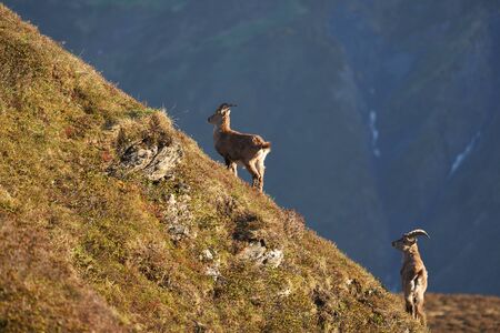 Capricorn Alpine Ibex Capra ibex Mountain Swiss Alpsの写真素材