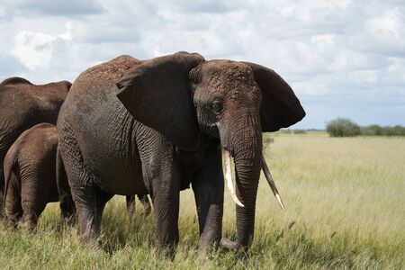 Elephant Big Huge Tusker Amboseli - Big Five  -Baby African bush elephant Loxodonta africanaの写真素材