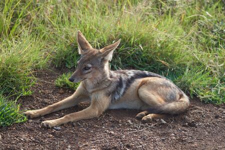 Golden Jackal Canis Aureus  Wild Portraitの写真素材