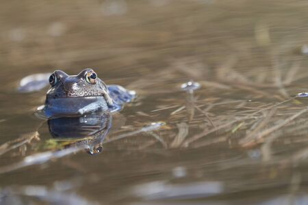 Water frog Pelophylax and Bufo Bufo in mountain lake with beautiful reflection of eyes Spring Matingの写真素材