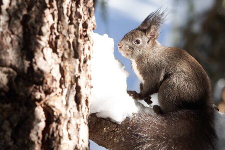 Eurasian brown red Squirrel Sciurus vulgaris Cute in Snow eats a Nut. High quality photoの写真素材