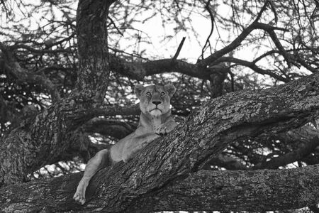 Lioness tree climbing Serengeti - Lion black and white bnwの写真素材