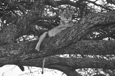 Lioness tree climbing Serengeti - Lion black and white bnw