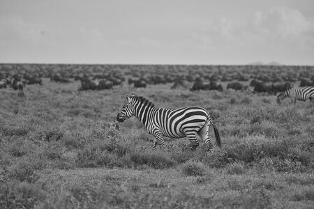 Great Migration Serengeti Gnu Wildebeest Zebra Connochaetes taurinusの写真素材