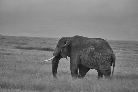 Elephant Big Huge Tusker Amboseli - Big Five Safari -Baby African bush elephant Loxodonta africana Black and whiteの写真素材