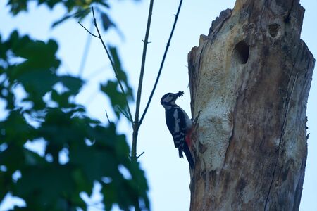 Great spotted woodpecker Dendrocopos major Switzerland infront of his home tree whole. High quality photoの写真素材