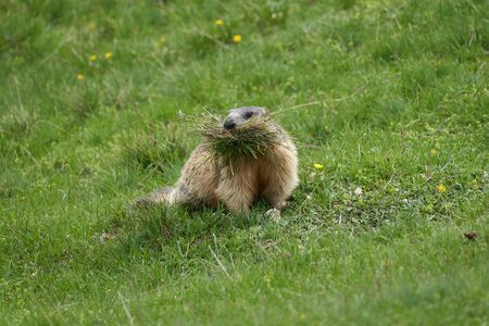 Alpine Marmot Marmota Marmota Switzerland Alps Mountainsの写真素材