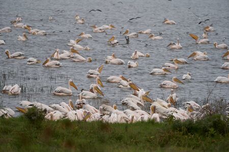 Great white pelican Pelecanus onocrotalus also known as eastern white pelican rosy pelican or white pelican Lake Africaの写真素材