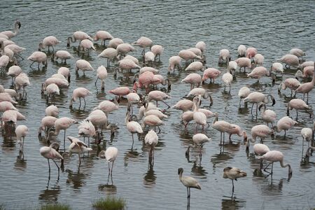 Flamingo Phoenicopteridae wading Africa beautiful colourful Lake Reflectionの写真素材