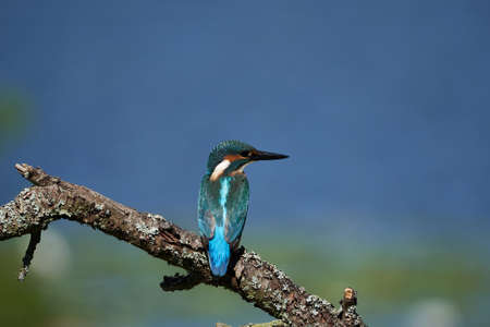 Common kingfisher Alcedo atthis Eurasianon a tree at the riverの写真素材
