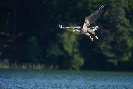 White tailed Eagle Catching eel Raptor Lake Hunting