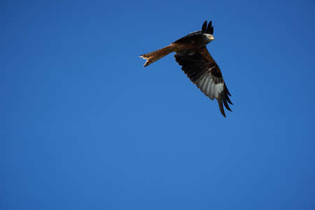 Red kite Portrait Milvus Milvus Fishing Lakeの写真素材