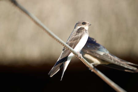 Young Barn Swallow sitting in the evening sun