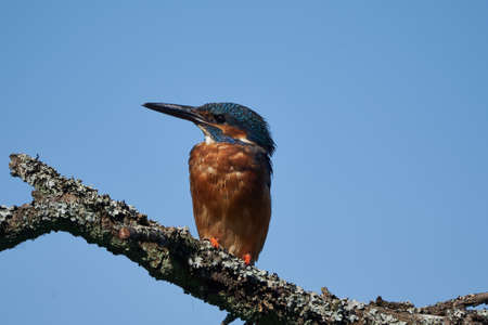Common kingfisher Alcedo atthis Eurasianon a tree at the riverの写真素材
