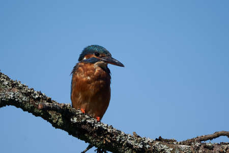 Common kingfisher Alcedo atthis Eurasianon a tree at the riverの写真素材