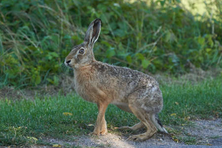 European Hare Lupus europaeus in evening light on a fieldの写真素材
