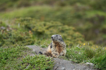 Alpine Marmot Marmota Marmota Switzerland Alps Mountainsの写真素材