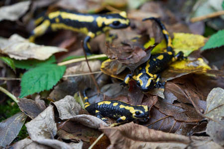 Fire salamander Salamandra salamandra Portrait Amphibianの写真素材