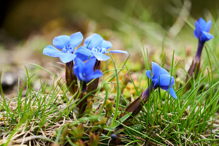 Small blue flowers on the meadow in springtime. Selective focus
Gentiana verna, the spring gentianの写真素材