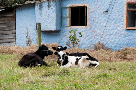 Cows resting on a meadowの写真素材